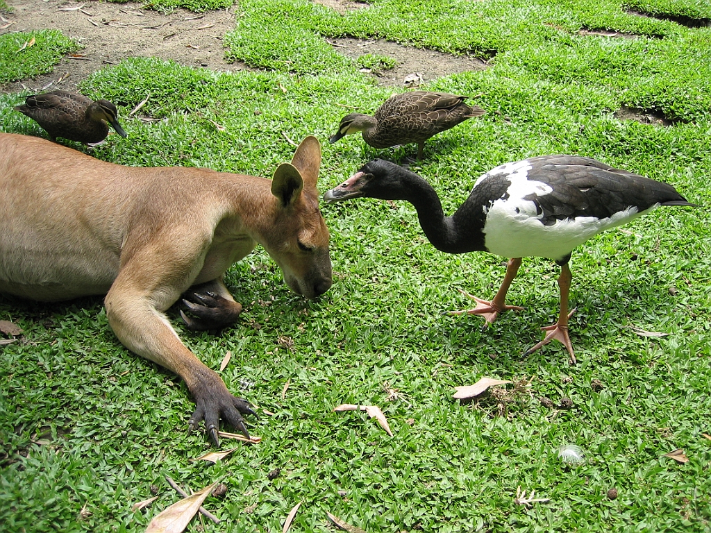 094 Port Douglas Wildlife Habitat.jpg